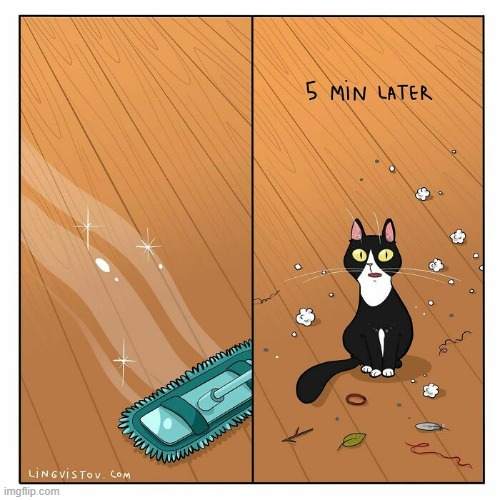 A Cat Lady's Way Of Thinking | image tagged in memes,comics/cartoons,cat lady,cleaning,cats,this is not fine | made w/ Imgflip meme maker