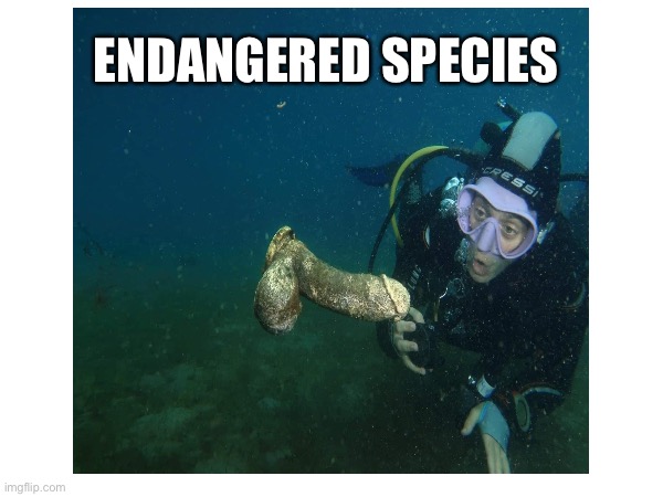 Endangered species | ENDANGERED SPECIES | image tagged in funny memes | made w/ Imgflip meme maker