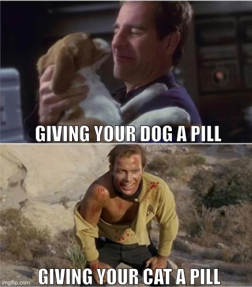 Pet owner will know | GIVING YOUR DOG A PILL; GIVING YOUR CAT A PILL | image tagged in funny memes,pets | made w/ Imgflip meme maker