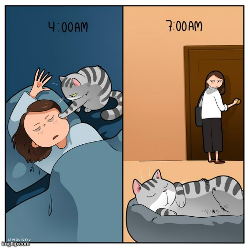 A Cat Lady's Way Of Thinking | image tagged in memes,comics/cartoons,cat lady,cats,night,day | made w/ Imgflip meme maker
