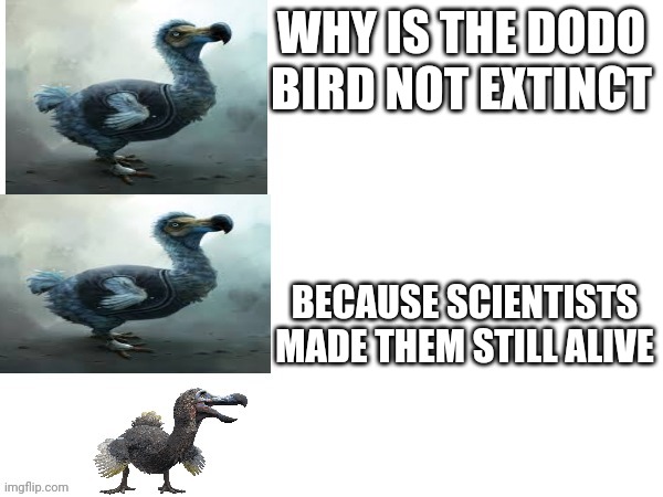 Dodo bird pun | WHY IS THE DODO BIRD NOT EXTINCT; BECAUSE SCIENTISTS MADE THEM STILL ALIVE | image tagged in dodo bird pun | made w/ Imgflip meme maker
