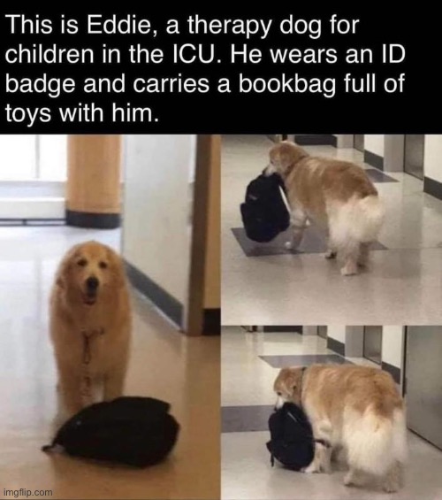 The only caretaker i want | image tagged in wholesome,memes,funny | made w/ Imgflip meme maker