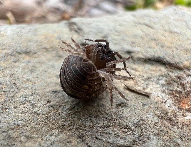 Pill bug | made w/ Imgflip meme maker