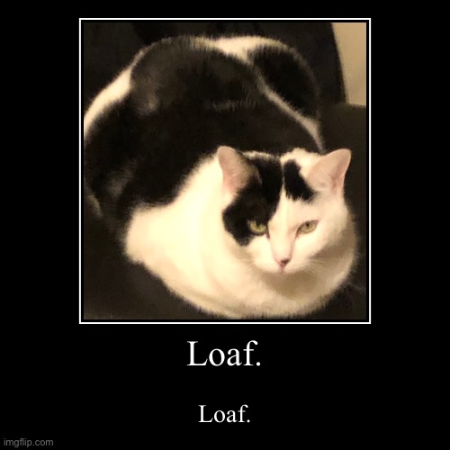 My cat loaf | image tagged in funny,demotivationals | made w/ Imgflip demotivational maker
