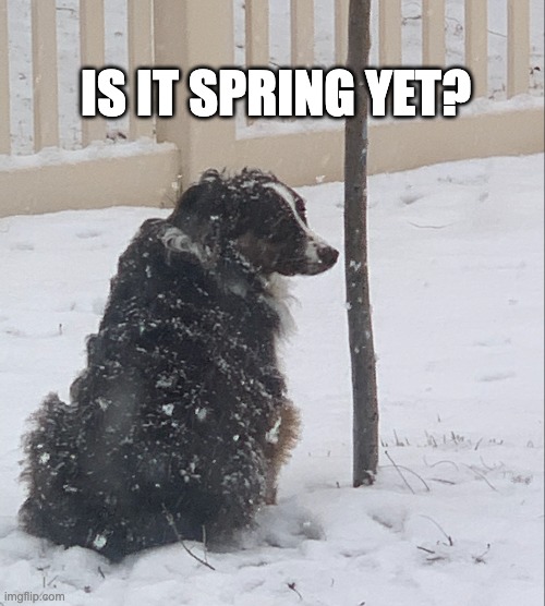 Spring Yet? | IS IT SPRING YET? | made w/ Imgflip meme maker