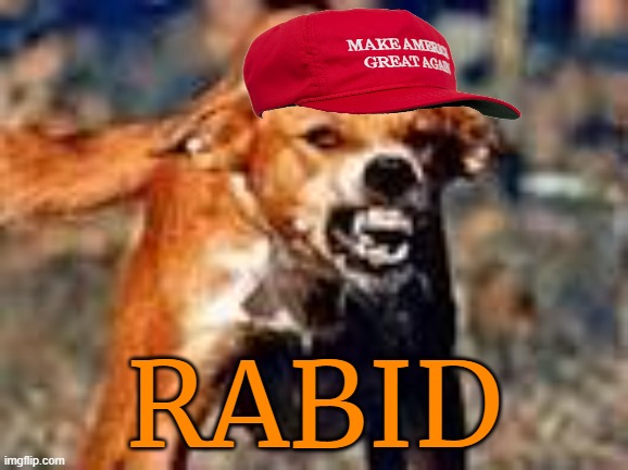 rabid dog | RABID | image tagged in rabid dog | made w/ Imgflip meme maker