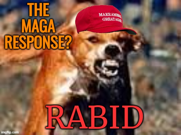 rabid dog | THE MAGA RESPONSE? RABID | image tagged in rabid dog | made w/ Imgflip meme maker