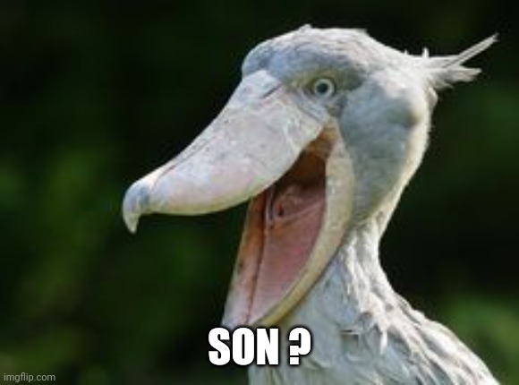 Shoebill Stork | SON ? | image tagged in shoebill stork | made w/ Imgflip meme maker