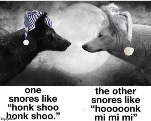 image tagged in memes | made w/ Imgflip meme maker