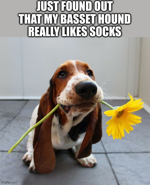 What weird object does your pet like? | JUST FOUND OUT THAT MY BASSET HOUND REALLY LIKES SOCKS | image tagged in basset hound | made w/ Imgflip meme maker