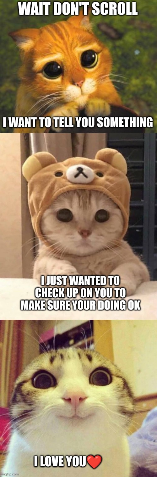 Hope you doing good | WAIT DON'T SCROLL; I WANT TO TELL YOU SOMETHING; I JUST WANTED TO CHECK UP ON YOU TO MAKE SURE YOUR DOING OK; I LOVE YOU❤ | image tagged in cute cat from shrek,cute cat,smiling cute cat | made w/ Imgflip meme maker