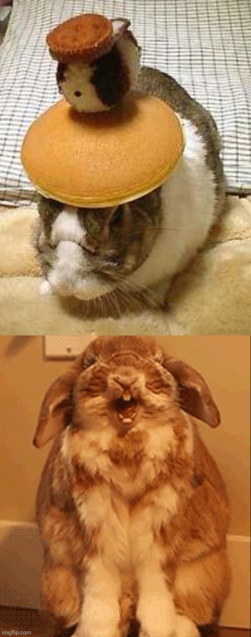 Bunny pancake balance | image tagged in happy bunny,bunny,bunnies,pancakes,pancake,memes | made w/ Imgflip meme maker