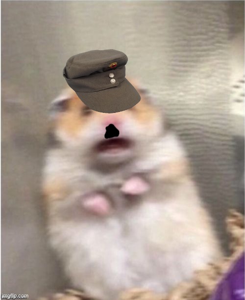 Scared Hamster | image tagged in scared hamster | made w/ Imgflip meme maker