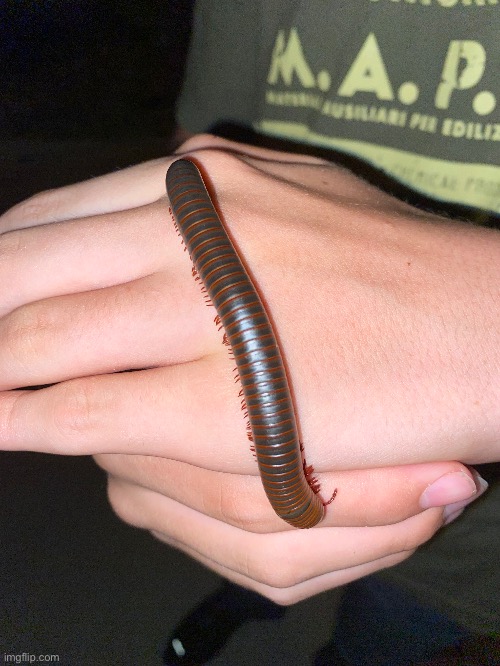A giant American millipede that I found at my grandparents’ house a few months ago | image tagged in nature,millipede,cool | made w/ Imgflip meme maker
