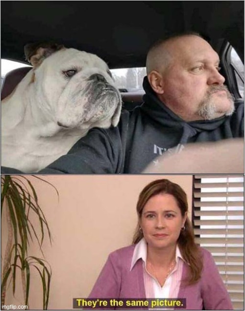 Spot The Difference ! | image tagged in dogs,spot the difference,they're the same picture | made w/ Imgflip meme maker