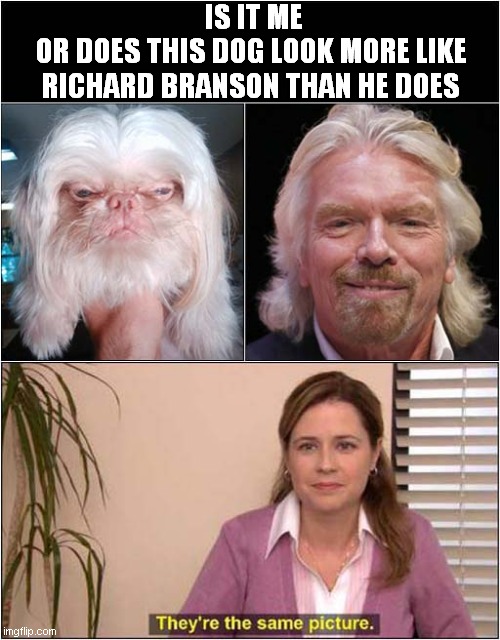 Richard Bransons' Spirit Animal ! | IS IT ME
OR DOES THIS DOG LOOK MORE LIKE
RICHARD BRANSON THAN HE DOES | image tagged in richard branson,dog,look-a-like,they're the same picture | made w/ Imgflip meme maker