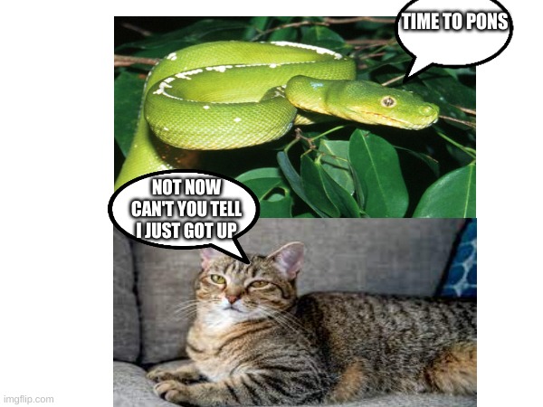 snake and cat | TIME TO PONS; NOT NOW CAN'T YOU TELL I JUST GOT UP | made w/ Imgflip meme maker