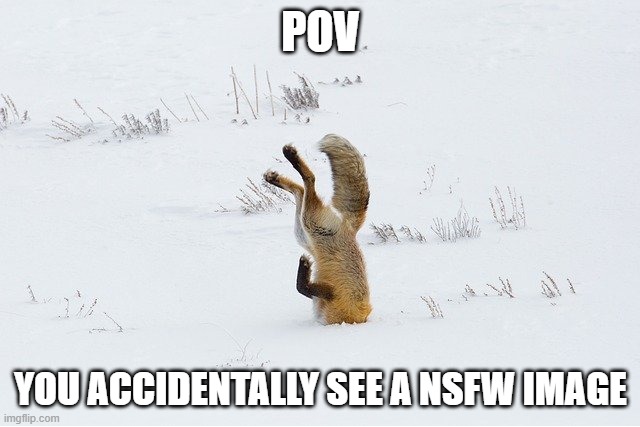 fox hiding face | POV; YOU ACCIDENTALLY SEE A NSFW IMAGE | image tagged in fox hiding face | made w/ Imgflip meme maker