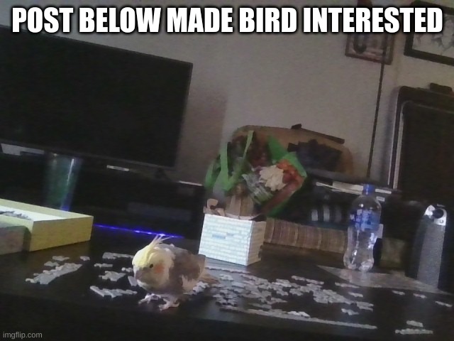 post below make birb interested | POST BELOW MADE BIRD INTERESTED | made w/ Imgflip meme maker