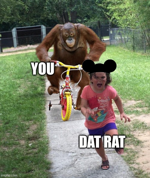 Orangutan chasing girl on a tricycle | YOU DAT RAT | image tagged in orangutan chasing girl on a tricycle | made w/ Imgflip meme maker