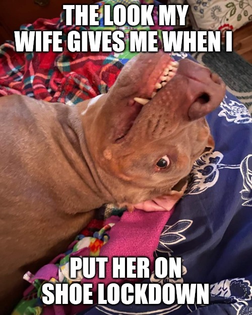 The look my Wife gives me | THE LOOK MY WIFE GIVES ME WHEN I; PUT HER ON SHOE LOCKDOWN | image tagged in true story dog | made w/ Imgflip meme maker