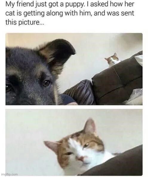 image tagged in memes,funny | made w/ Imgflip meme maker
