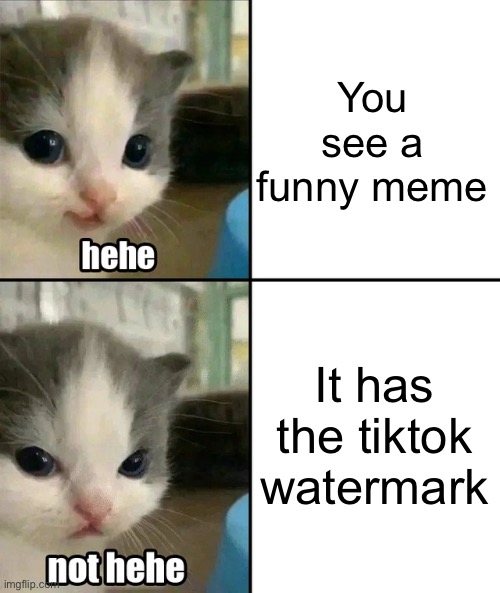 Cute cat hehe and not hehe | You see a funny meme; It has the tiktok watermark | image tagged in cute cat hehe and not hehe,memes,funny | made w/ Imgflip meme maker