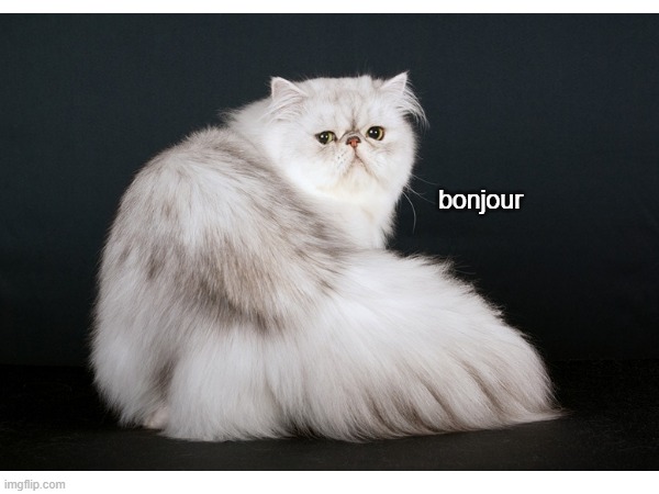 bonjour | image tagged in fluffy,cat | made w/ Imgflip meme maker