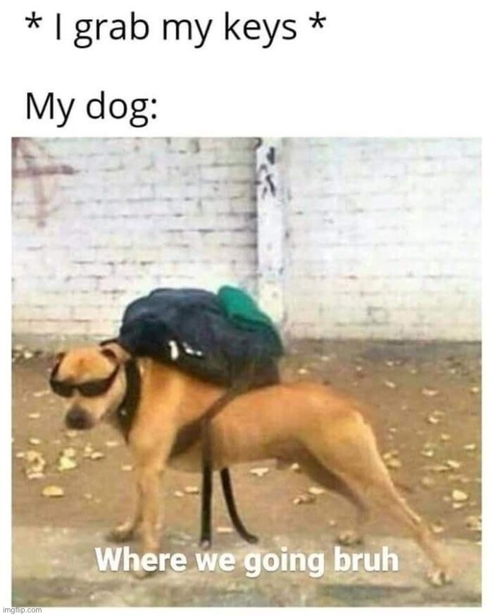 image tagged in memes,funny,dogs | made w/ Imgflip meme maker