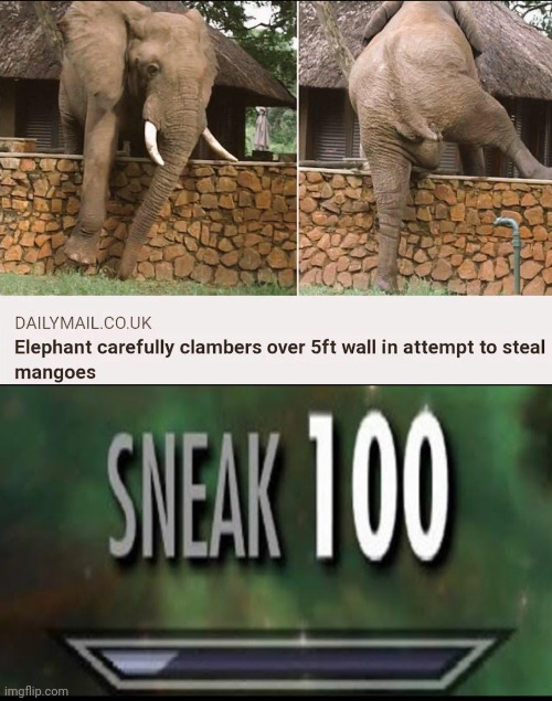 Attempts to steal mangoes | image tagged in sneak 100,memes,elephant,reposts,repost,mangoes | made w/ Imgflip meme maker