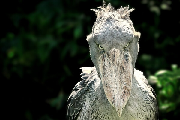 ShoebillStork Blank Meme Template