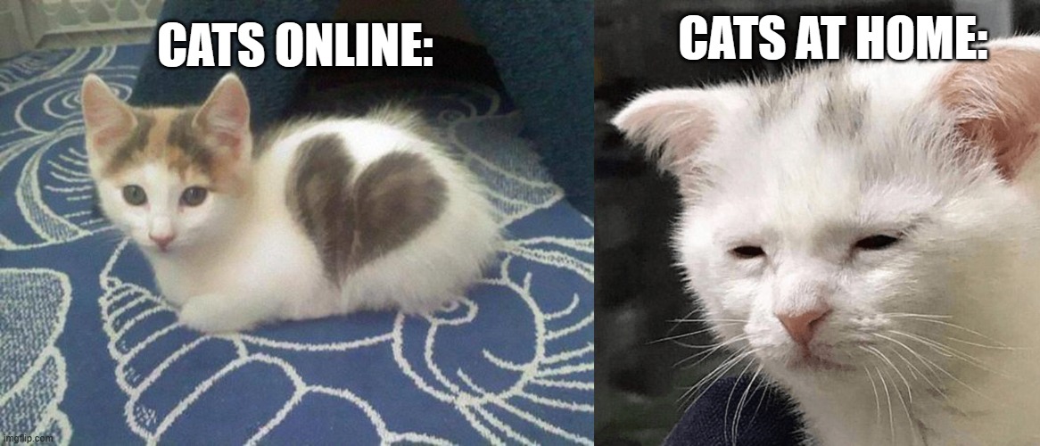 True :1 | CATS AT HOME:; CATS ONLINE: | image tagged in cute cat heart | made w/ Imgflip meme maker