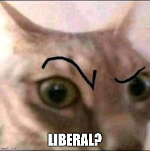 Raised eyebrow cat | LIBERAL? | image tagged in raised eyebrow cat | made w/ Imgflip meme maker