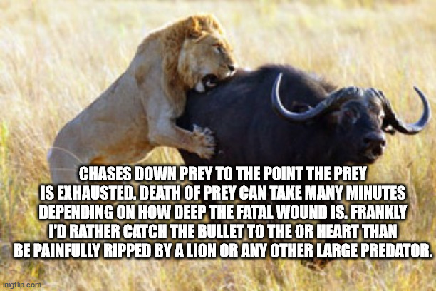 Lion hunting water buffalo | CHASES DOWN PREY TO THE POINT THE PREY IS EXHAUSTED. DEATH OF PREY CAN TAKE MANY MINUTES DEPENDING ON HOW DEEP THE FATAL WOUND IS. FRANKLY I | image tagged in lion hunting water buffalo | made w/ Imgflip meme maker