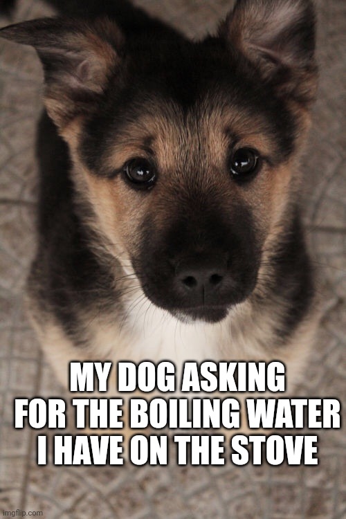 Dog begging | MY DOG ASKING FOR THE BOILING WATER I HAVE ON THE STOVE | image tagged in dog begging | made w/ Imgflip meme maker