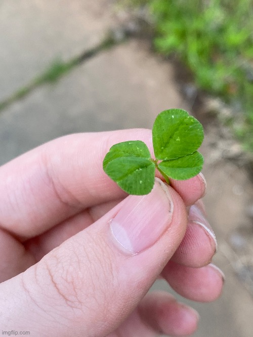 I just found a 4 leaf clover a minute ago. This is the second one I’ve ever found. | image tagged in four leaf clover,nature,clover,luck | made w/ Imgflip meme maker