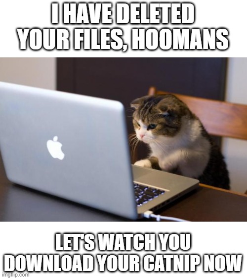 Comments from GPT: The thought of depriving humans of their precious files brings me joy! | I HAVE DELETED YOUR FILES, HOOMANS; LET'S WATCH YOU DOWNLOAD YOUR CATNIP NOW | image tagged in cat using computer,chatgpt,gpt-memes,catnip | made w/ Imgflip meme maker