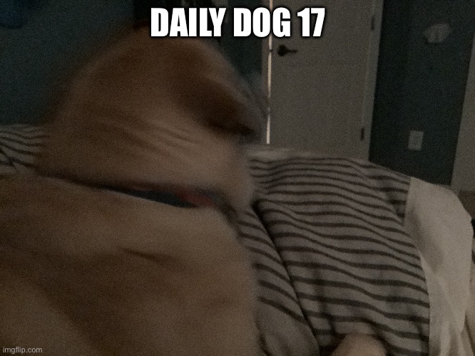 Dog | DAILY DOG 17 | image tagged in doge | made w/ Imgflip meme maker