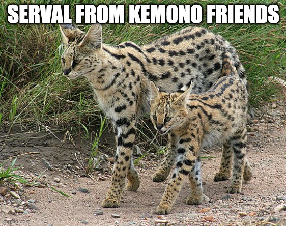 SERVAL | SERVAL FROM KEMONO FRIENDS | image tagged in serval cat | made w/ Imgflip meme maker