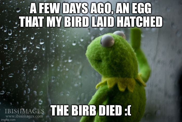 :(( | A FEW DAYS AGO, AN EGG THAT MY BIRD LAID HATCHED; THE BIRB DIED :( | image tagged in kermit window | made w/ Imgflip meme maker