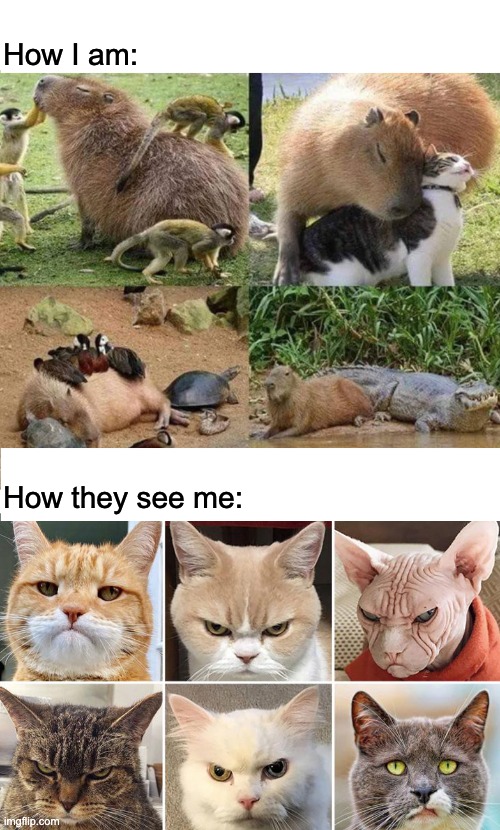 How I am vs how they see me | How I am:; How they see me: | image tagged in actually autistic,perception,society,capybara,angry cats | made w/ Imgflip meme maker