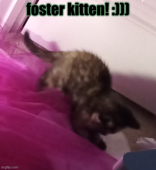 <3 | foster kitten! :))) | made w/ Imgflip meme maker