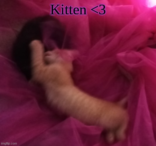 Kitten <3 | image tagged in fytkryrtydyjtdrtehy | made w/ Imgflip meme maker