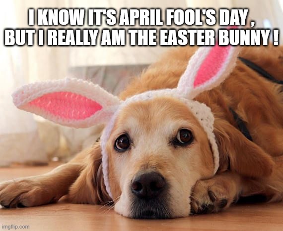 april fool's day doggy | I KNOW IT'S APRIL FOOL'S DAY ,
BUT I REALLY AM THE EASTER BUNNY ! | image tagged in april fools day | made w/ Imgflip meme maker