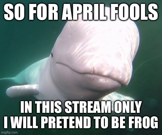 Beluga stare | SO FOR APRIL FOOLS; IN THIS STREAM ONLY I WILL PRETEND TO BE FROG | image tagged in beluga stare | made w/ Imgflip meme maker