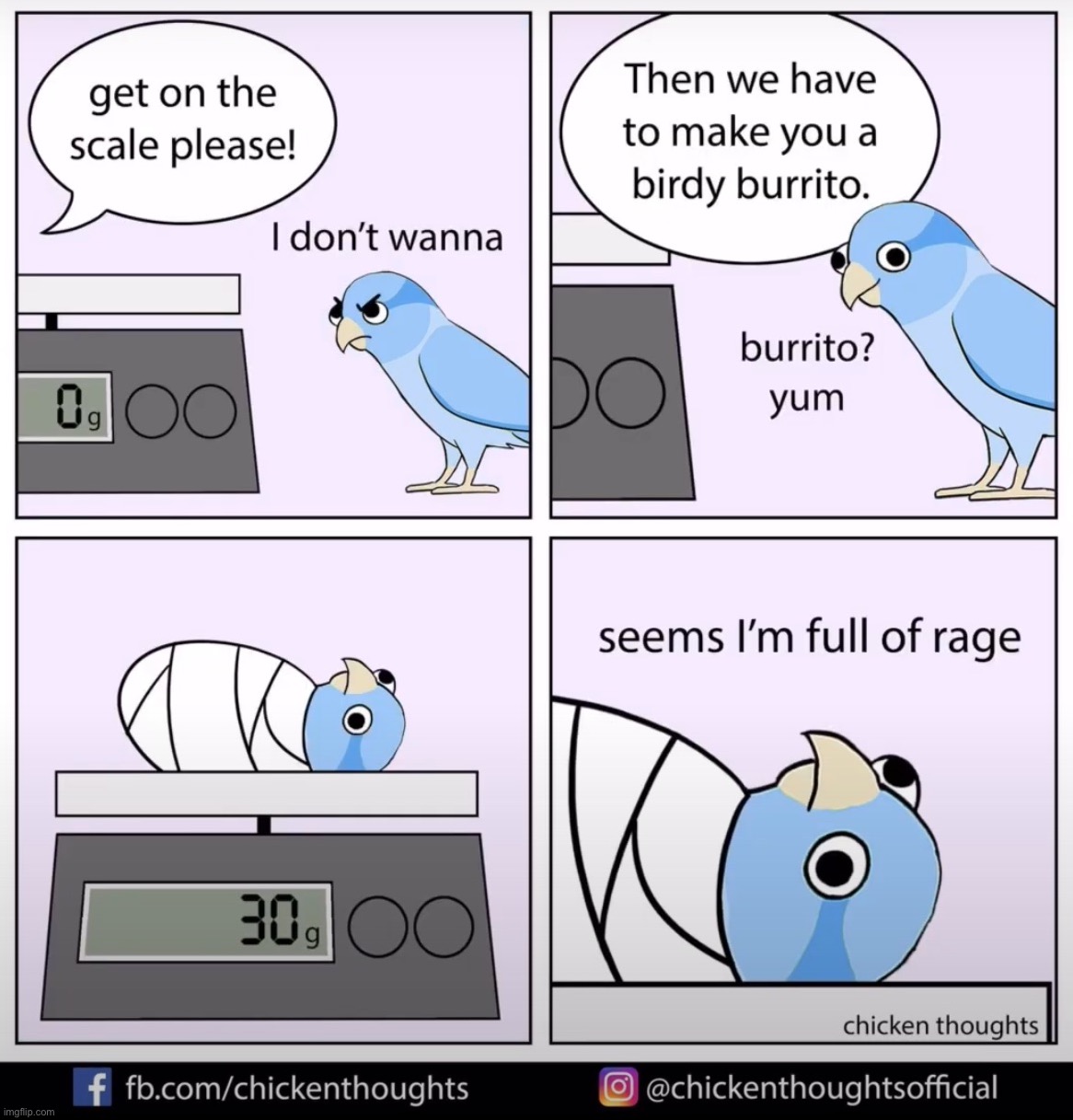 Birb comic: birdy burrito | image tagged in birb,comics | made w/ Imgflip meme maker