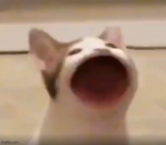 wide mouth cat | image tagged in wide mouth cat | made w/ Imgflip meme maker