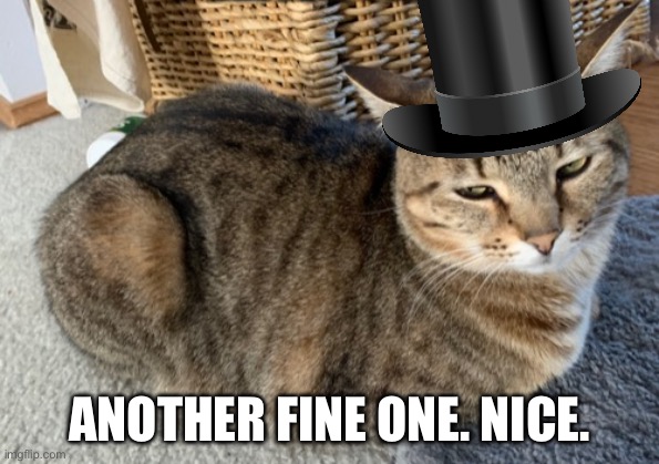 Cat loaf | ANOTHER FINE ONE. NICE. | image tagged in cat loaf | made w/ Imgflip meme maker