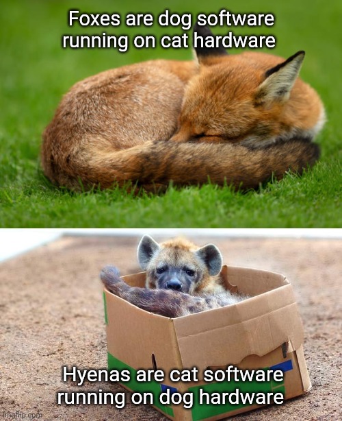 Foxes are Dogs Running on Cat Hardware Hyenas are Cats Running on Dog Hardware | Foxes are dog software running on cat hardware; Hyenas are cat software running on dog hardware | image tagged in foxes,cats,dogs,hyenas,nature,meme | made w/ Imgflip meme maker