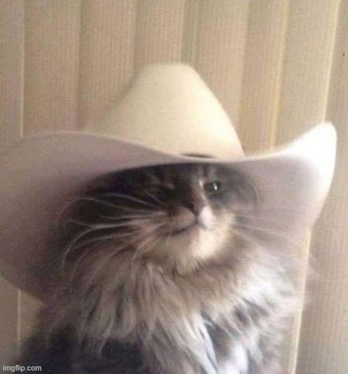 Meowdy! | image tagged in meowdy | made w/ Imgflip meme maker